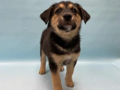 A baby large-sized female German Shepherd Dog dog named Yahoo for adoption in Coon Rapids, MN
