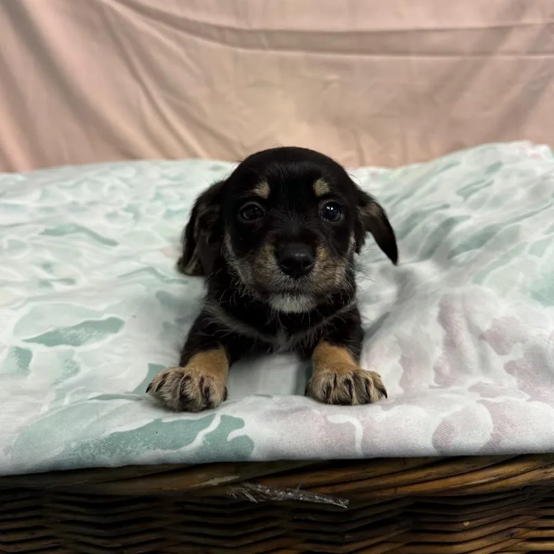 A baby small-sized male Black Terrier dog named Oakley for adoption in Fresno, CA
