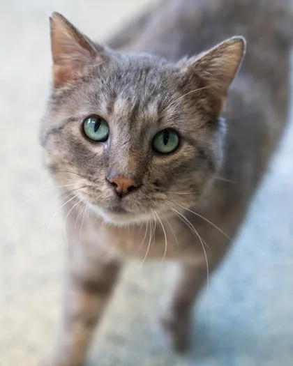 An adult small-sized male Domestic Short Hair cat named Pip for adoption in Pequot Lakes, MN