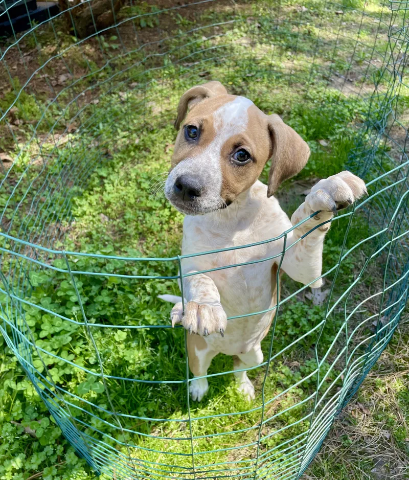 Speckles thumbnail 3