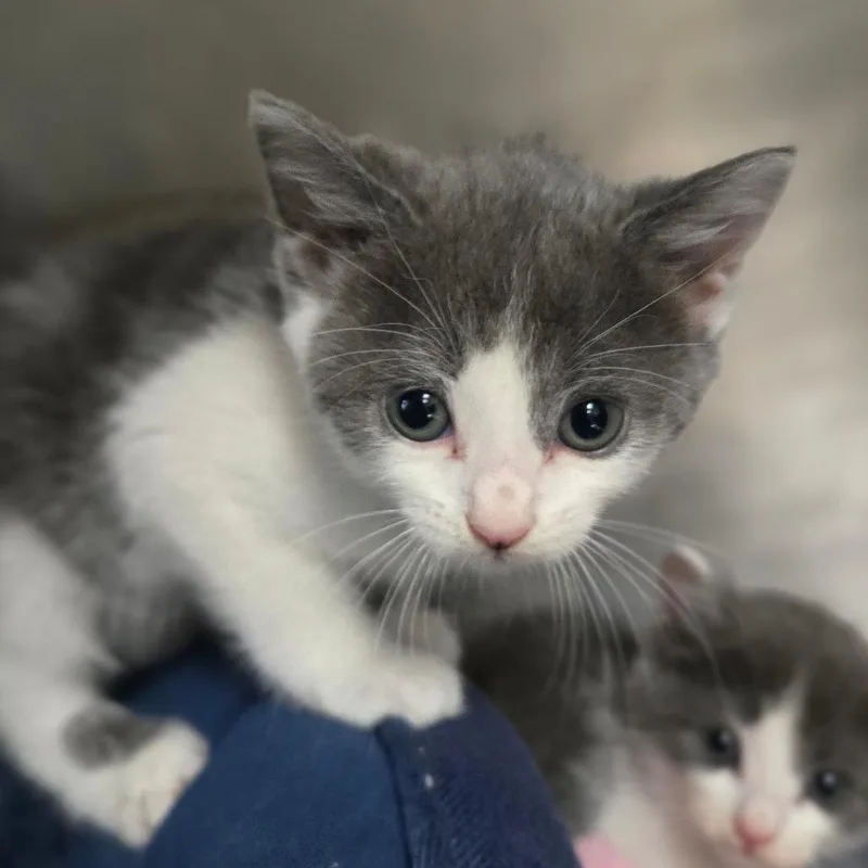 A baby small-sized male Gray / Blue / Silver Turkish Van cat named Meatball for adoption in San Jacinto, CA