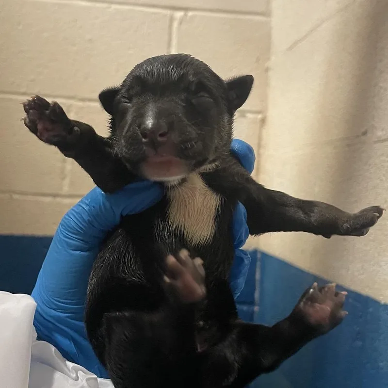A baby medium-sized male Black Belgian Shepherd / Malinois dog named Lil Nibble for adoption in Edinburg, TX