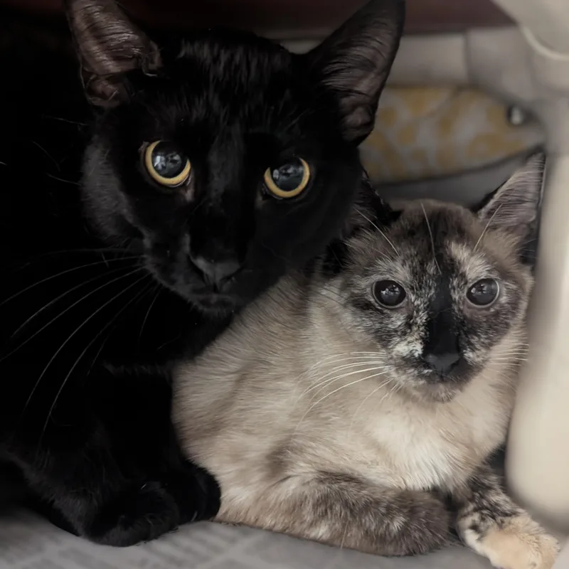 Olivette