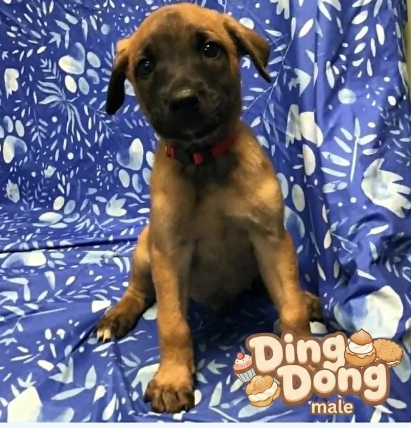A baby medium-sized male Belgian Shepherd / Malinois dog named Ding Dong for adoption in Minooka, IL