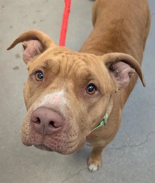 A young large-sized female Pit Bull Terrier dog named Mia for adoption in Tucson, AZ