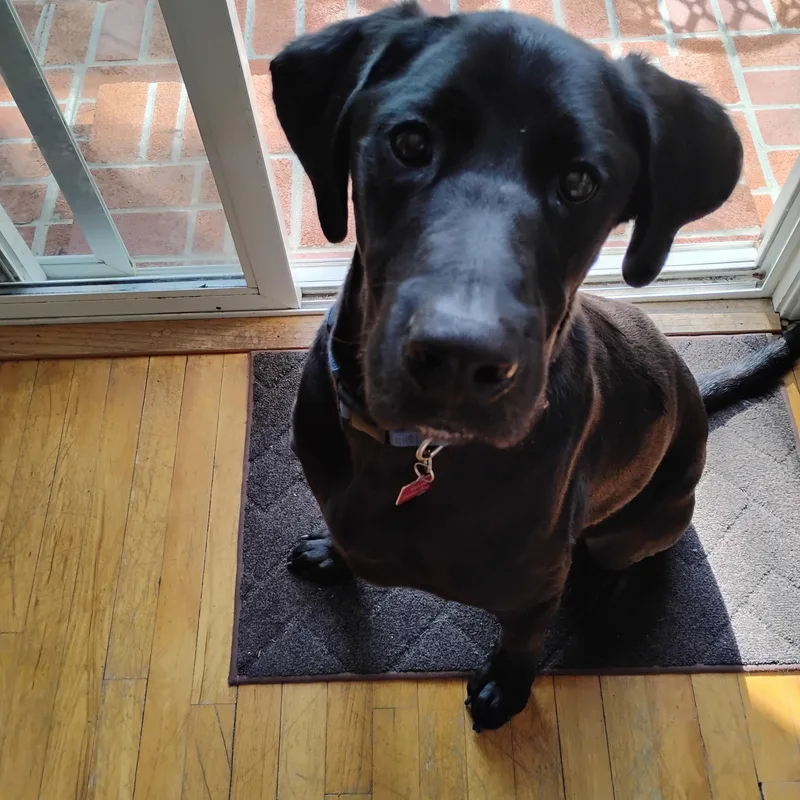 A young large-sized male Black Labrador Retriever dog named Bullet for adoption in San Francisco, CA