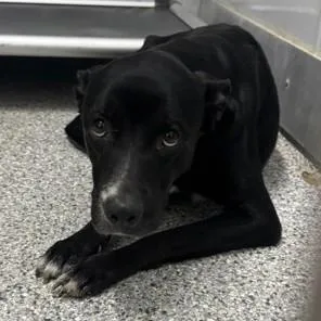 An adult medium-sized female Black Labrador Retriever dog named Kerry for adoption in Converse, TX