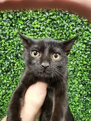 A baby small-sized female Domestic Short Hair cat named Toothless $ for adoption in Seneca, SC