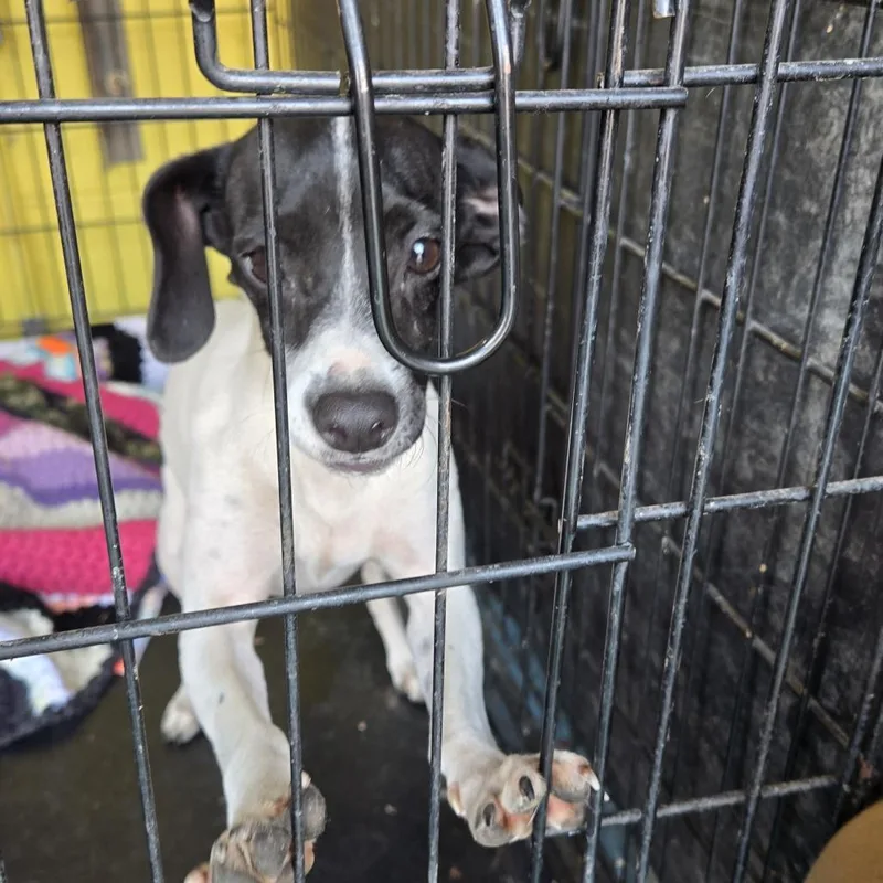 A young small-sized female Jack Russell Terrier dog named Zero NKA Petunia for adoption in Pagosa Springs, CO