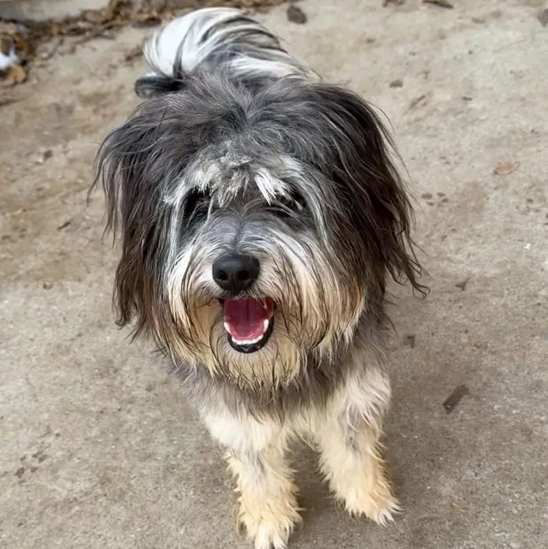 Flounder thumbnail 3