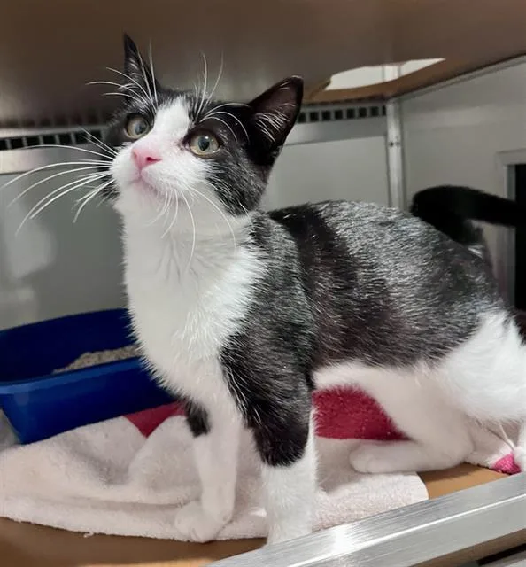 A baby medium-sized male Domestic Short Hair cat named Ringo for adoption in San Francisco, CA
