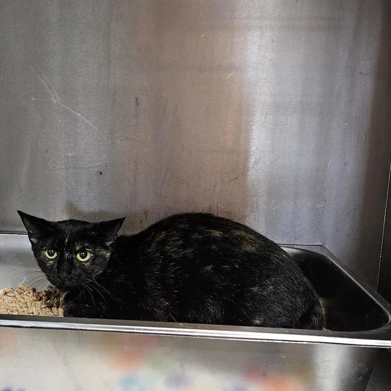 An adult medium-sized female Black Domestic Short Hair cat named Epic Pickle for adoption in Livingston, TX