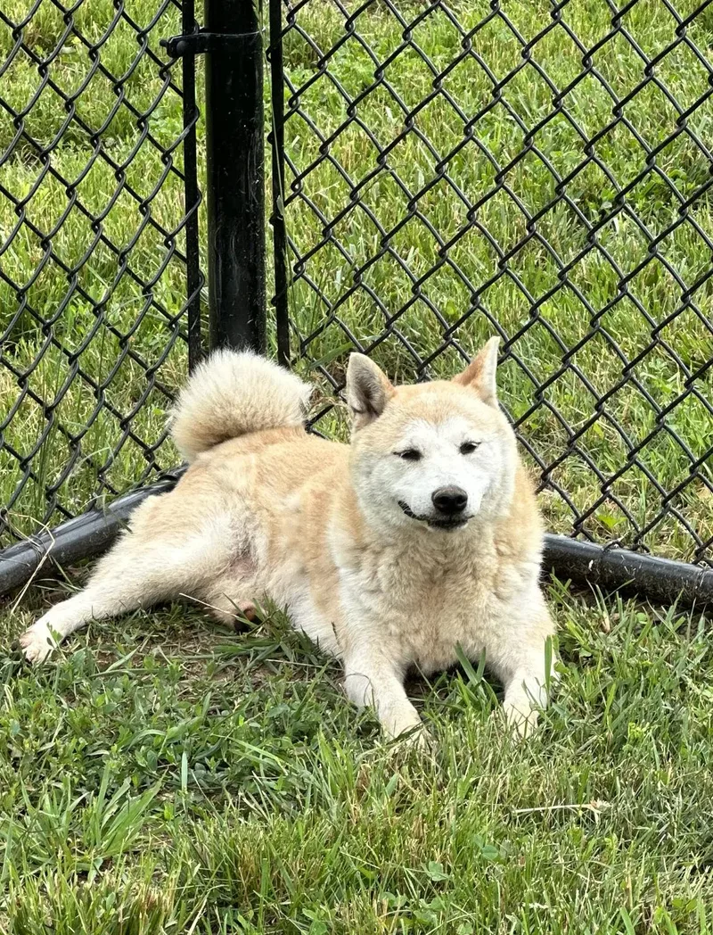 A young large-sized female Shiba Inu dog named Muriel for adoption in Chester Springs, PA