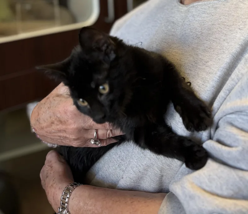 A baby medium-sized male Black Domestic Short Hair cat named Mocha for adoption in Somerset, NJ