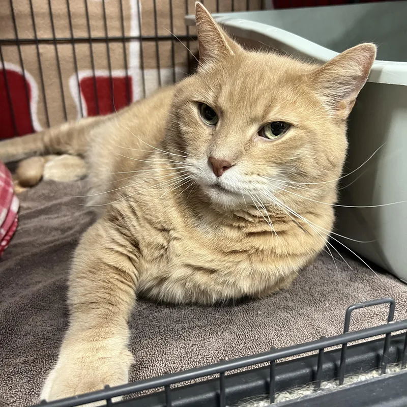An adult large-sized male Domestic Short Hair cat named Trouble for adoption in Altoona, PA