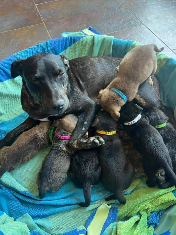 An adult medium-sized female American Staffordshire Terrier dog named Anne for adoption in San Diego, CA