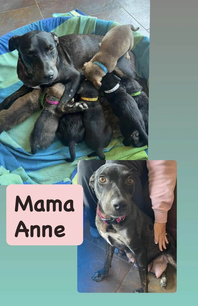 Anne thumbnail 3