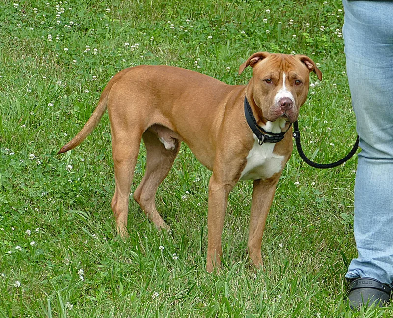 An adult large-sized male Brown / Chocolate Pit Bull Terrier dog named Finn for adoption in Beechbottom, WV