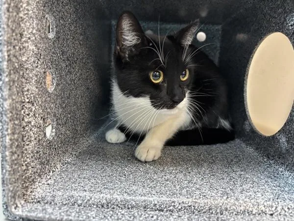 An adult medium-sized female Domestic Short Hair cat named Luna Toon for adoption in New York, NY
