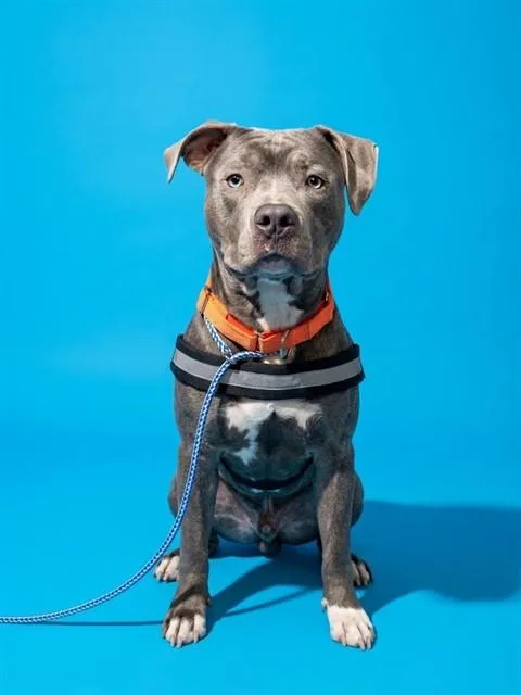 An adult medium-sized male Mixed Breed dog named Bruce for adoption in Jacksonville, FL