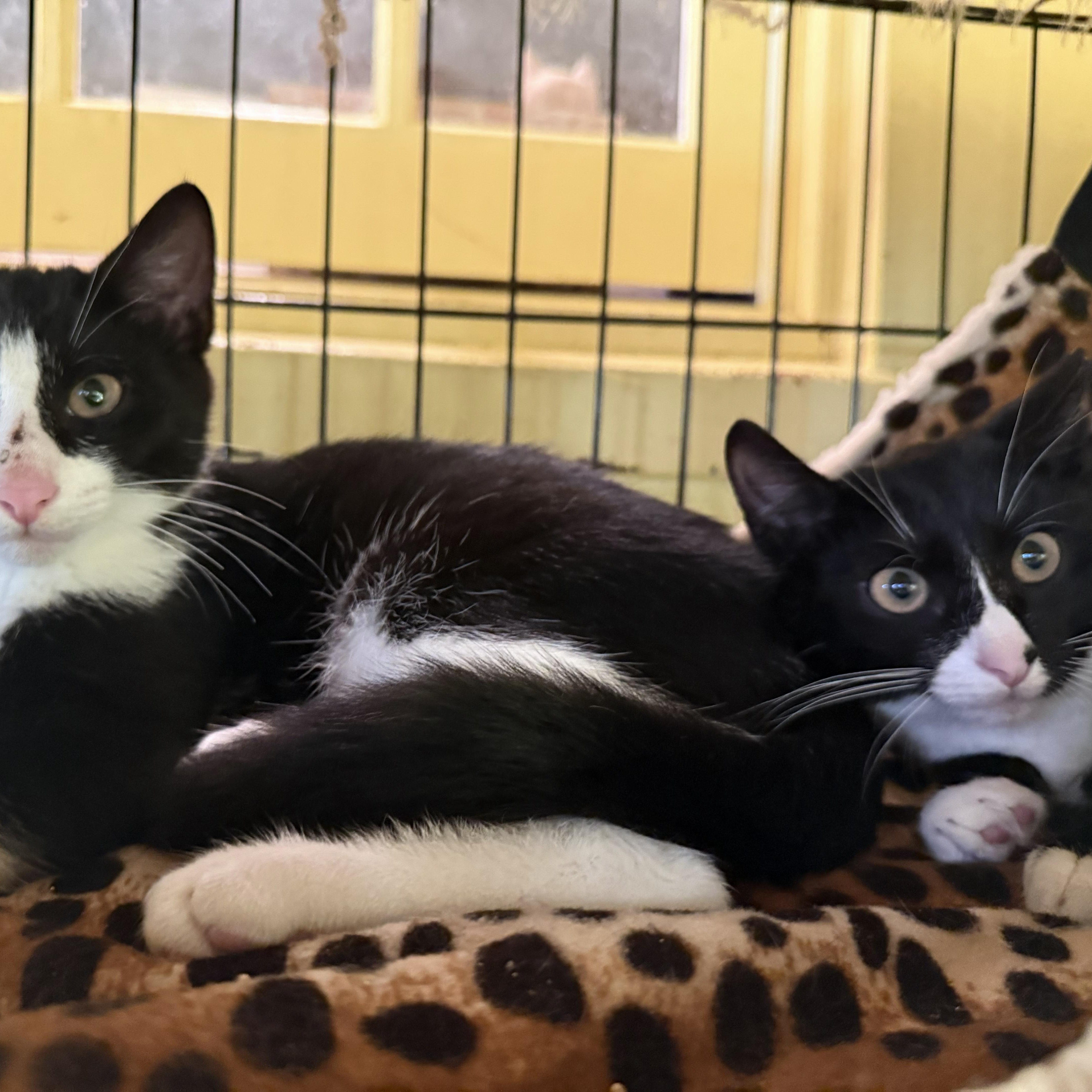 A young medium-sized female Black & White / Tuxedo Domestic Short Hair cat named Carmen for adoption in West Orange, NJ