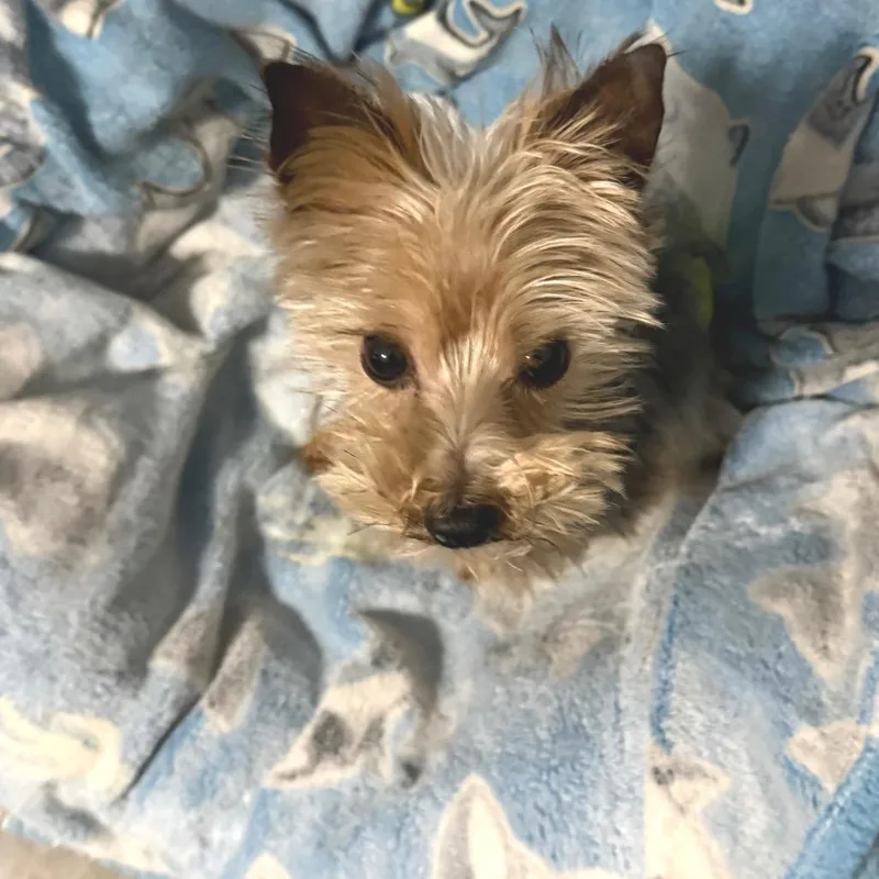 An adult small-sized male Yellow / Tan / Blond / Fawn Yorkshire Terrier dog named Grayson for adoption in Bessemer, AL