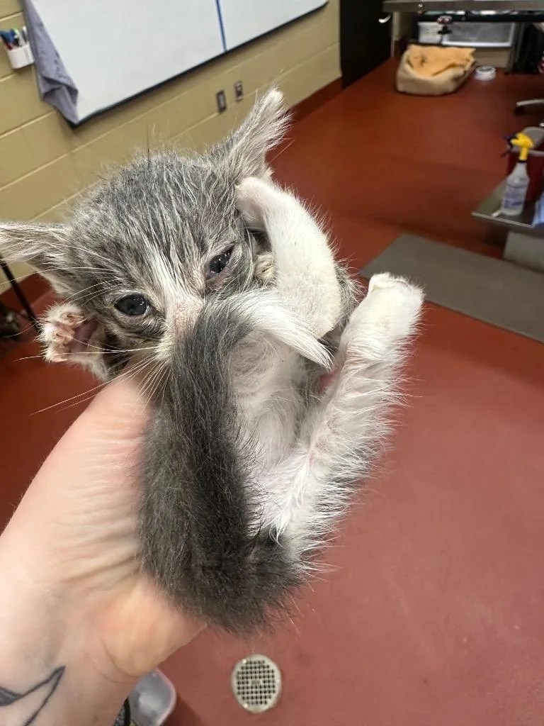 A baby small-sized female Domestic Medium Hair cat named Tonka for adoption in Douglasville, GA