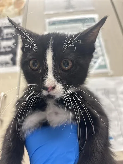 A baby small-sized male Domestic Short Hair cat named Endeavour for adoption in Las Vegas, NV