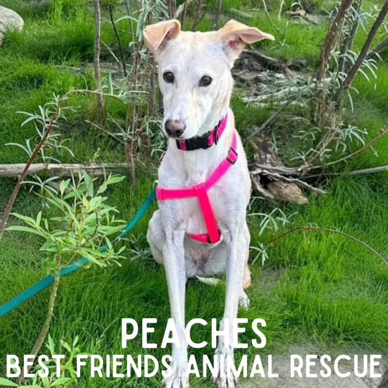 An adult small-sized female Husky dog named Peaches for adoption in Wasilla, AK
