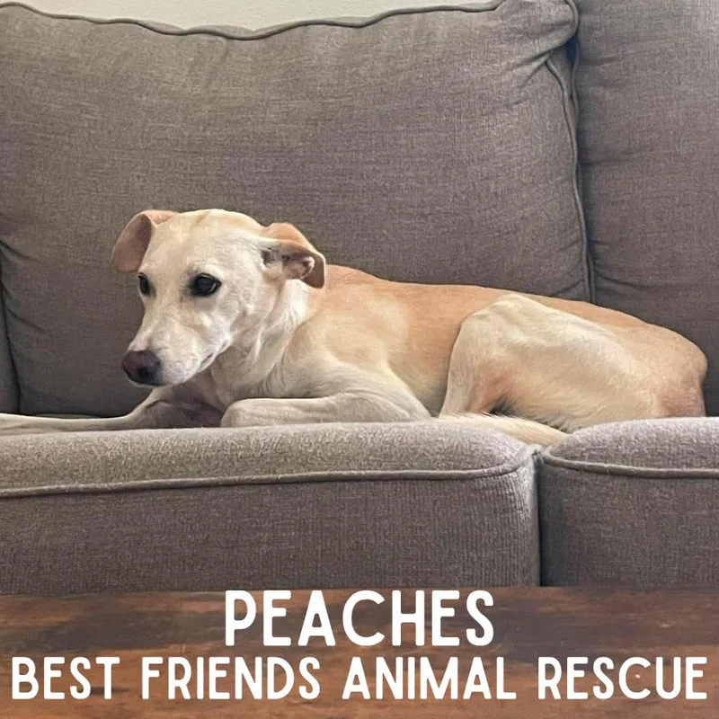 Peaches thumbnail 2