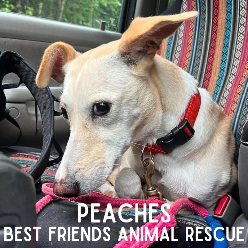 Peaches thumbnail 3