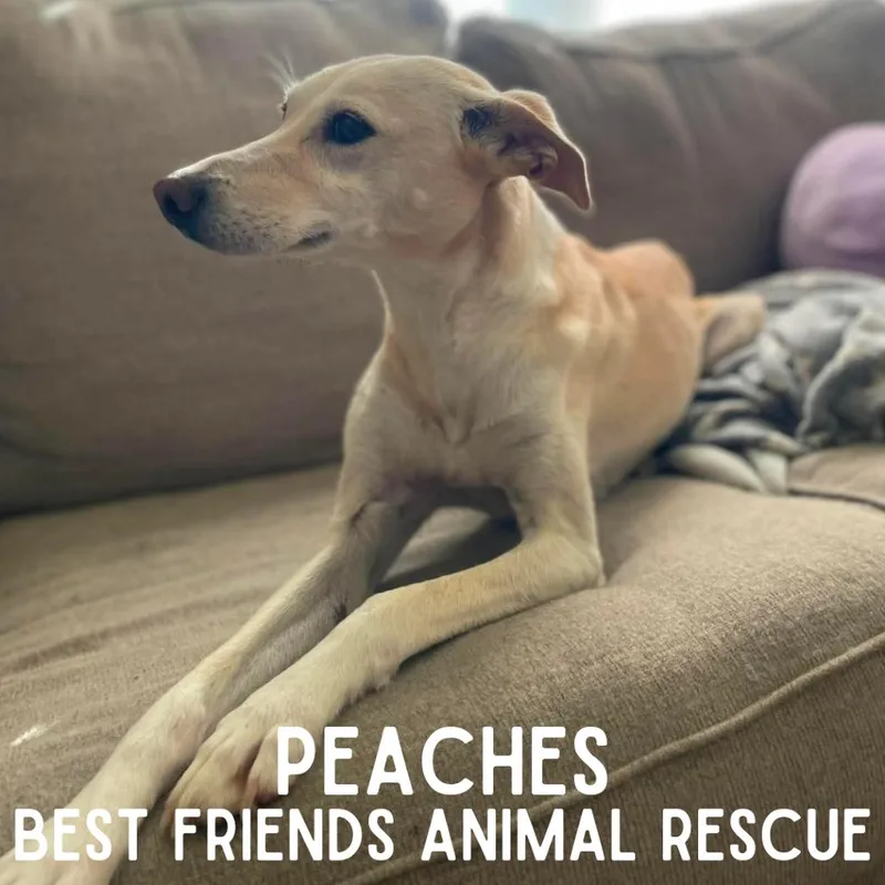 Peaches thumbnail 4