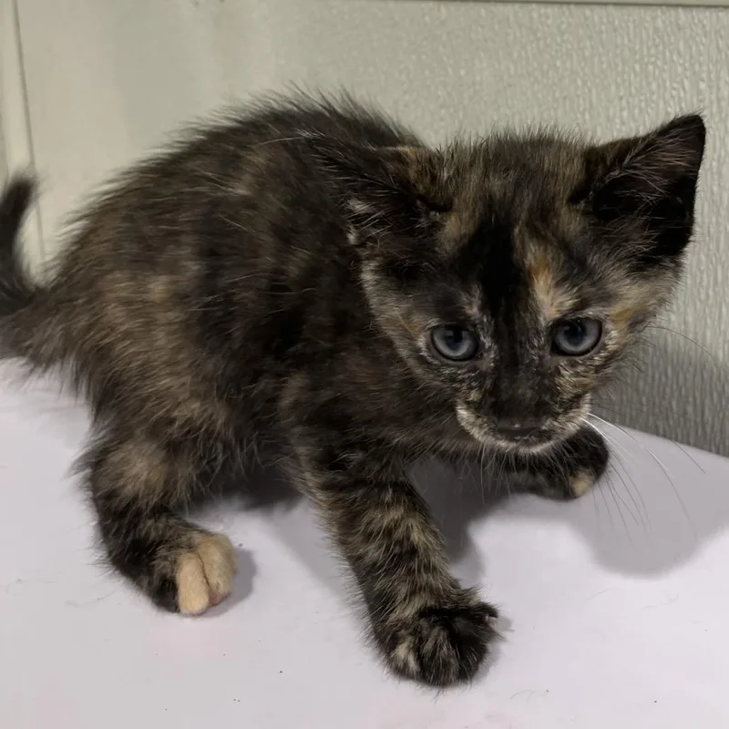 A baby small-sized female Brown / Chocolate Domestic Short Hair cat named Camila for adoption in Clearwater, FL