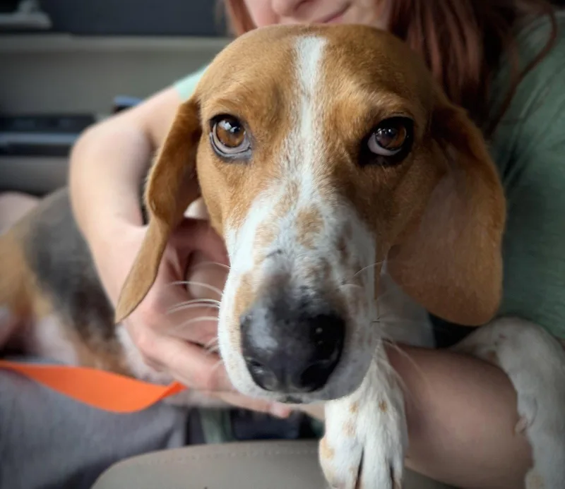 Honey Bee thumbnail 3