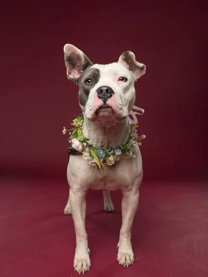 An adult large-sized female Pit Bull Terrier dog named Elle  Rn for adoption in Atlanta, GA