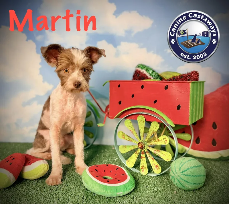 A young small-sized male Brown / Chocolate Shih poo dog named Martin for adoption in Arcadia, FL