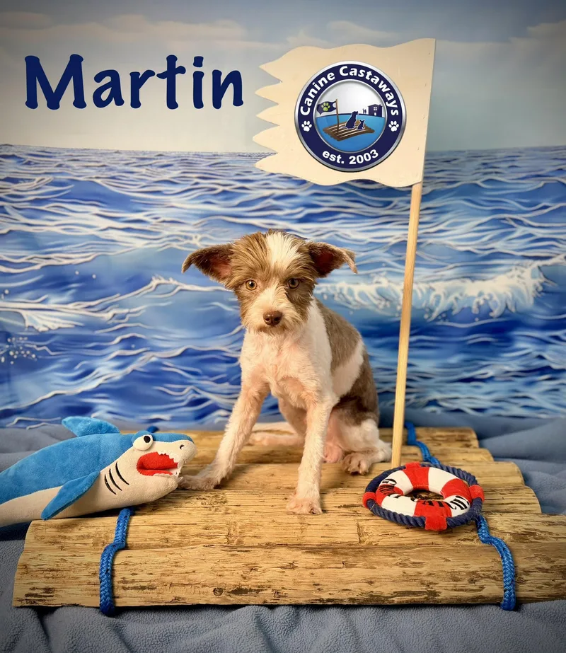 Martin thumbnail 4