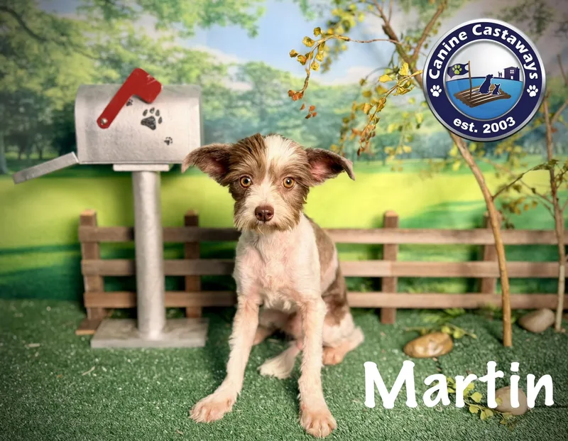 Martin thumbnail 5