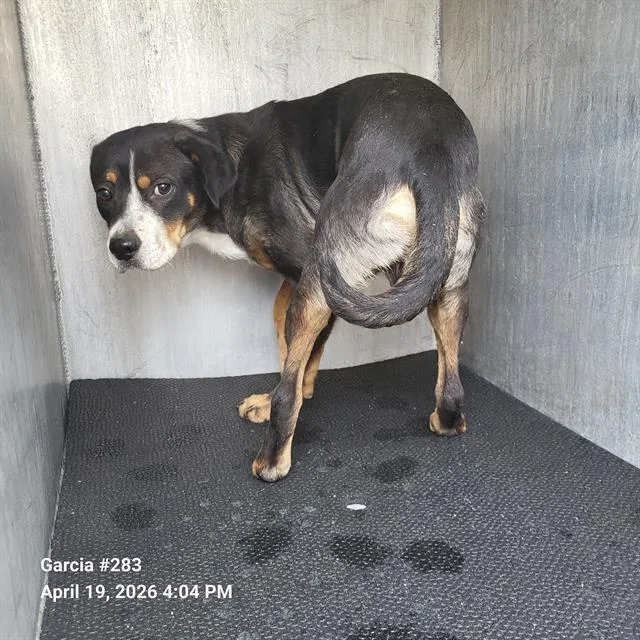 A young medium-sized male American Staffordshire Terrier dog named Wilson for adoption in San Antonio, TX