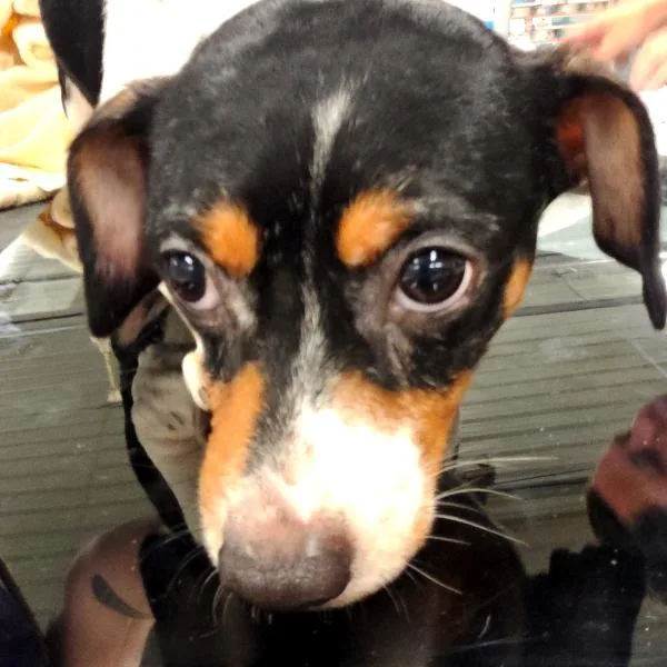 An adult small-sized male Terrier dog named Patches for adoption in Des Moines, IA