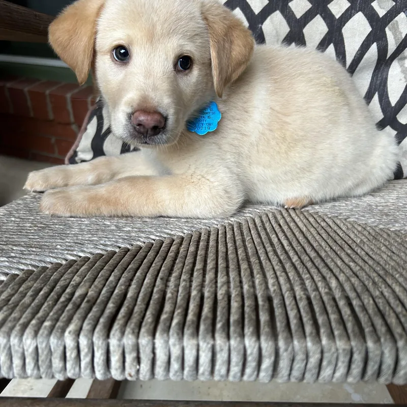 A baby large-sized female Great Pyrenees dog named Sara for adoption in Fosters, AL