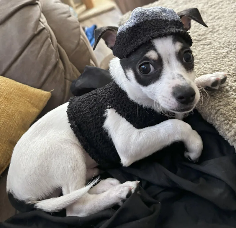 Jack Jack  Cchs thumbnail 2