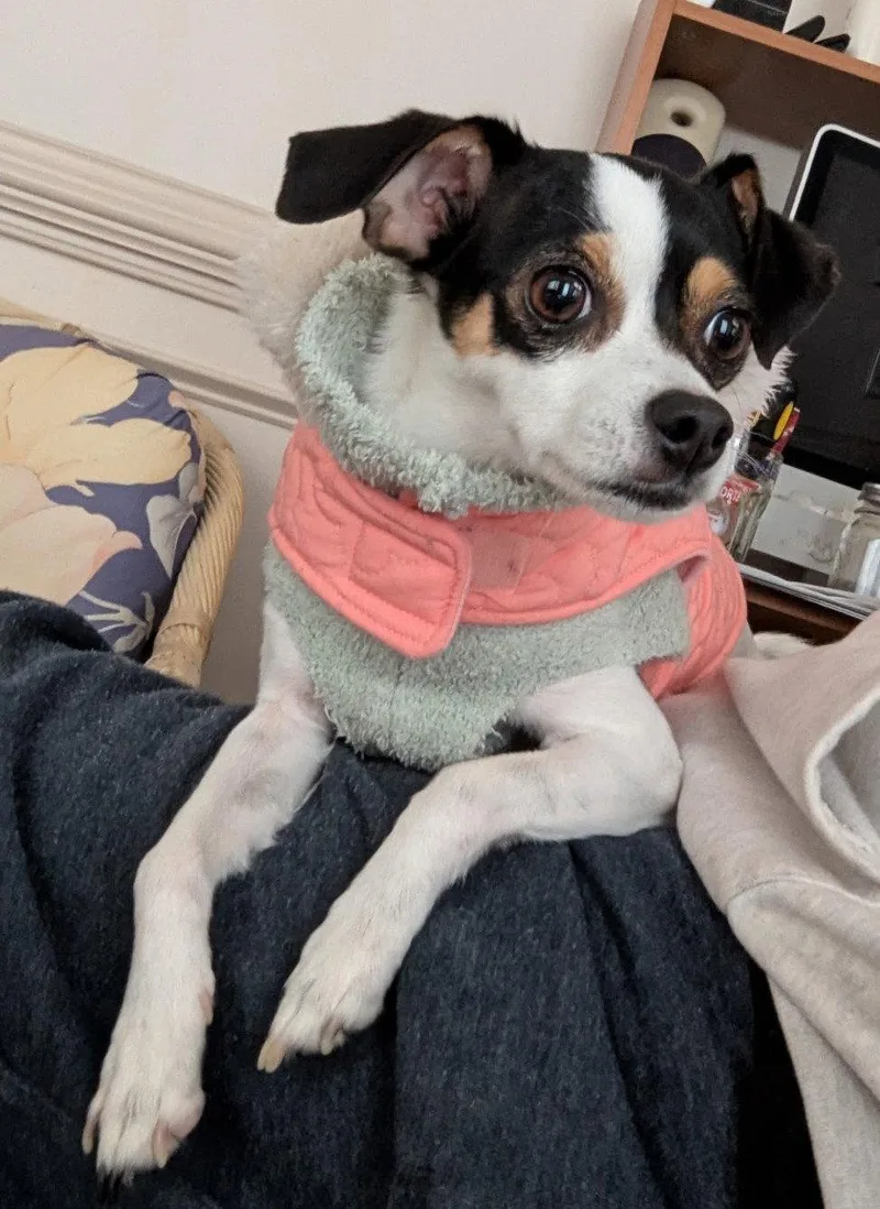 Jack Jack  Cchs thumbnail 3