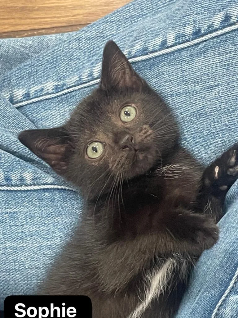 A baby medium-sized female Domestic Short Hair cat named Sophie for adoption in Johnson City, TN