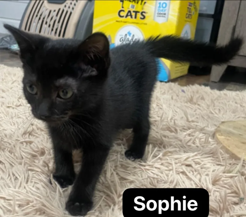 Sophie thumbnail 4