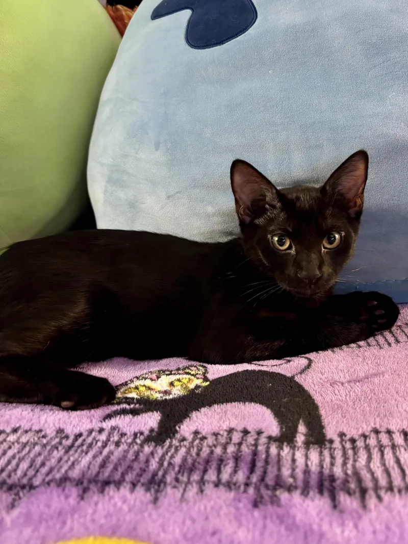 A baby small-sized male Black Domestic Short Hair cat named Goku for adoption in Nashville, TN