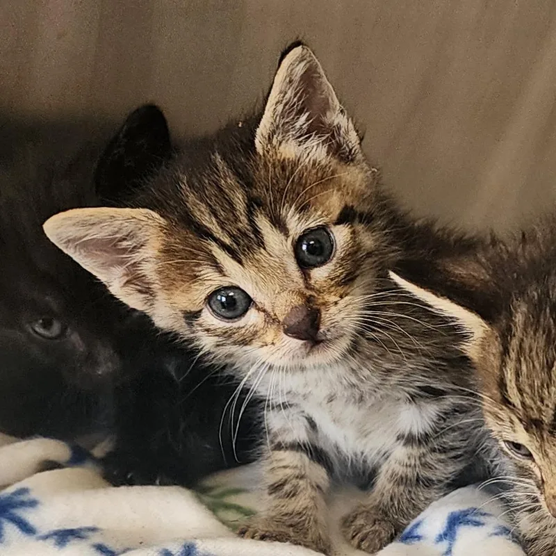 A baby small-sized male Brown / Chocolate Domestic Short Hair cat named Chase for adoption in Evensville, TN