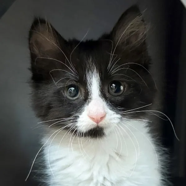 A baby small-sized female Domestic Short Hair cat named Martini for adoption in Walnut Creek, CA