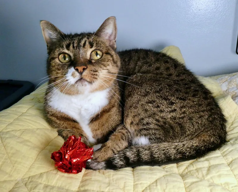 A senior medium-sized female Dilute Tortoiseshell Domestic Short Hair cat named Charlotte for adoption in Vashon Island, WA