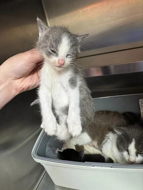 A baby small-sized female Domestic Short Hair cat named Ferium for adoption in Louisville, KY